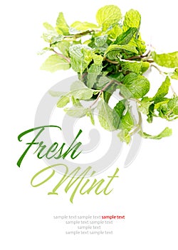 Fresh crop of green mint isolated on white background. Herbs, helthy drink ingredient. Detox