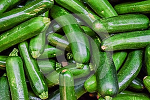 Fresh cropped green Zucchini