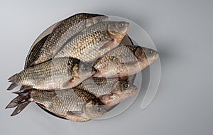 Fresh crucians lying on a plate, on a gray background