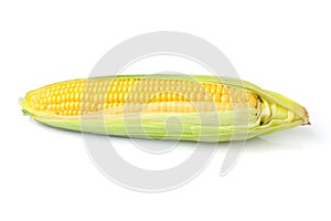 Fresh crude ear of corn isolated.