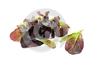 Fresh crunchy red lettuce