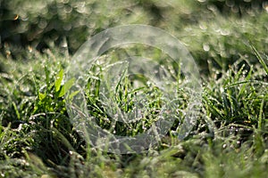 Fresh and Crystalline morning dew over grass