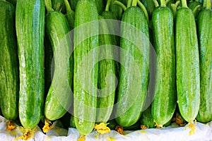 Fresh cucumber