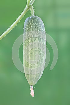 Fresh cucumber attach branch