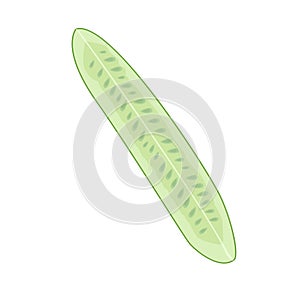 Fresh cucumber cut lengthwise into 4 parts vector