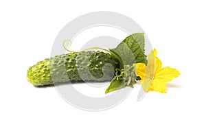 Fresh cucumber with foliage and flowers isolate on a white background. The concept of natural farming and ecological cultivation