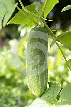 Fresh cucumber  in the garden