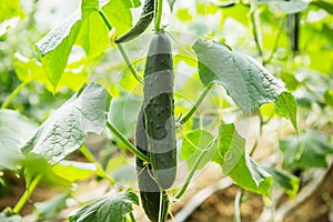 Fresh Cucumber growing in greenhouse