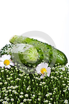 Fresh cucumber isolated on a white background