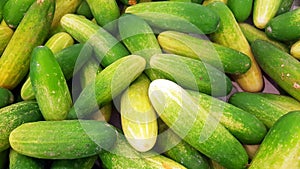 fresh cucumber in supermarket, from Farmers