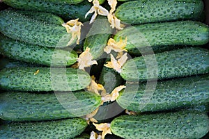 Fresh cucumbers