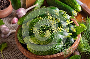 Fresh cucumbers in bowl