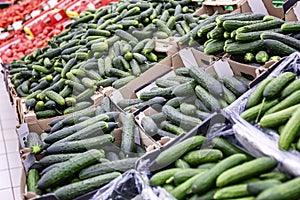 Fresh cucumbers on the counter in the supermarket. Background. Space for text