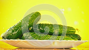 Fresh cucumbers fall with drops of water on a plate. The concept of nutrition. Isolate on a yellow background, slowdown