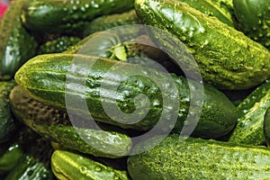 Fresh cucumbers or gherkin. Background from organic vegetables from garden. Healthy food concept