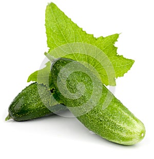 Fresh cucumbers with green leaf