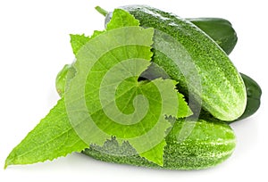 Fresh cucumbers with green leaf