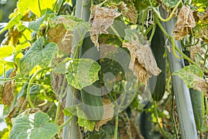 Fresh Cucumbers in a green and organic background