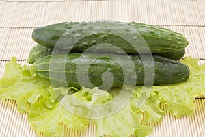 Fresh cucumbers with lettuce