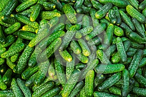 Fresh cucumbers on the market stall