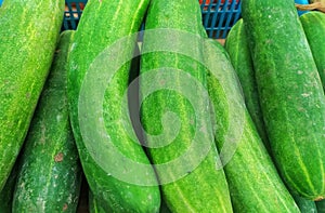 Fresh cucumbers sold in groceries