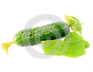 Fresh cucumbers with yellow blossom cluster.