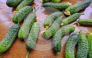 Fresh cucumbers with yellow flowers on the wooden table close-up. Top view. Organic vegetables. Natural food