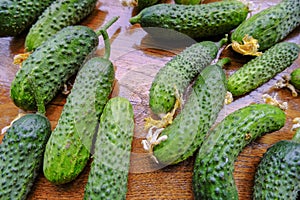 Fresh cucumbers with yellow flowers on the wooden table close-up. Top view. Organic vegetables. Natural food