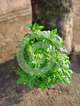Fresh Culinary Basil in Sunlit Pot: Featuring Post-Processing Effects