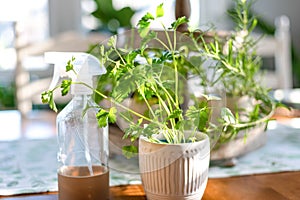 Fresh culinary herbs growing in pots on a sunny kitchen table