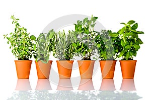 Fresh Culinary Herbs Growing in Pots on White Background