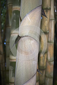 Dendrocalamus giganteus culm close up photo