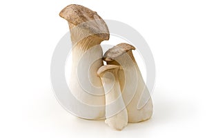 Fresh cultivated Eringi mushrooms different sizes on white surface