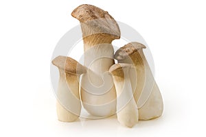 Fresh cultivated Eringi mushrooms different sizes on white surface