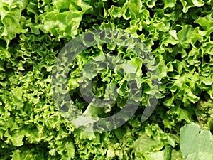 fresh curly green lettuce