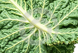 Fresh curly kale leaf, isolated
