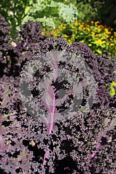 Fresh `Curly Kale` plant leaves - Brassica Oleracea var. Sabellica `Roter Krauser`