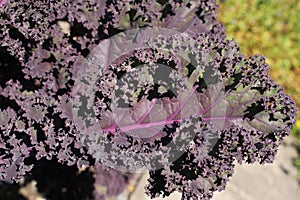Fresh `Curly Kale` plant leaves - Brassica Oleracea var. Sabellica `Roter Krauser`