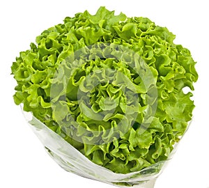 Fresh curly lettuce in a bag