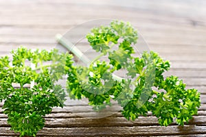 Fresh curly parsley leaves on the wooden table