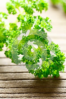 Fresh curly parsley leaves on the wooden table