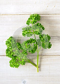 Fresh curly parsley leaves on the wooden table