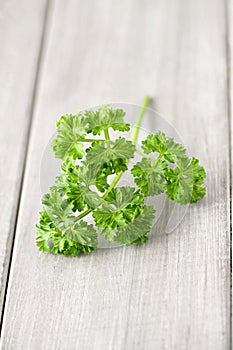 Fresh curly parsley leaves on the wooden table