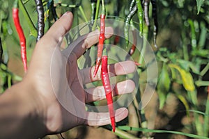 Fresh curly red chilies (Cabai Merah Keriting) hanging on the tree in the fields.