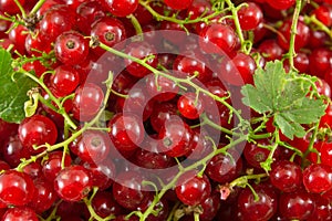 Fresh currant red fruit in a pile