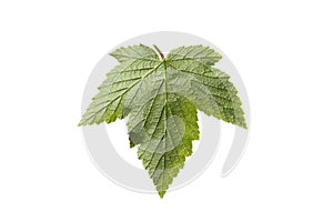 Fresh currant scrub leaf on white. reverse side