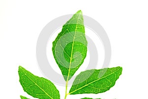 Fresh curry leaves or curry patta herb closeup on white background