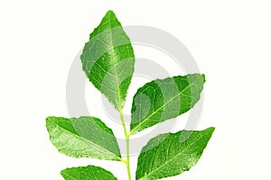 Fresh curry leaves or curry patta herb closeup on white background