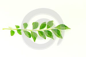 Fresh curry leaves or curry patta herb closeup on white background