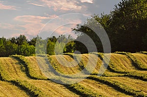 Fresh cut alfalfa rows in field with trees and colorful sky